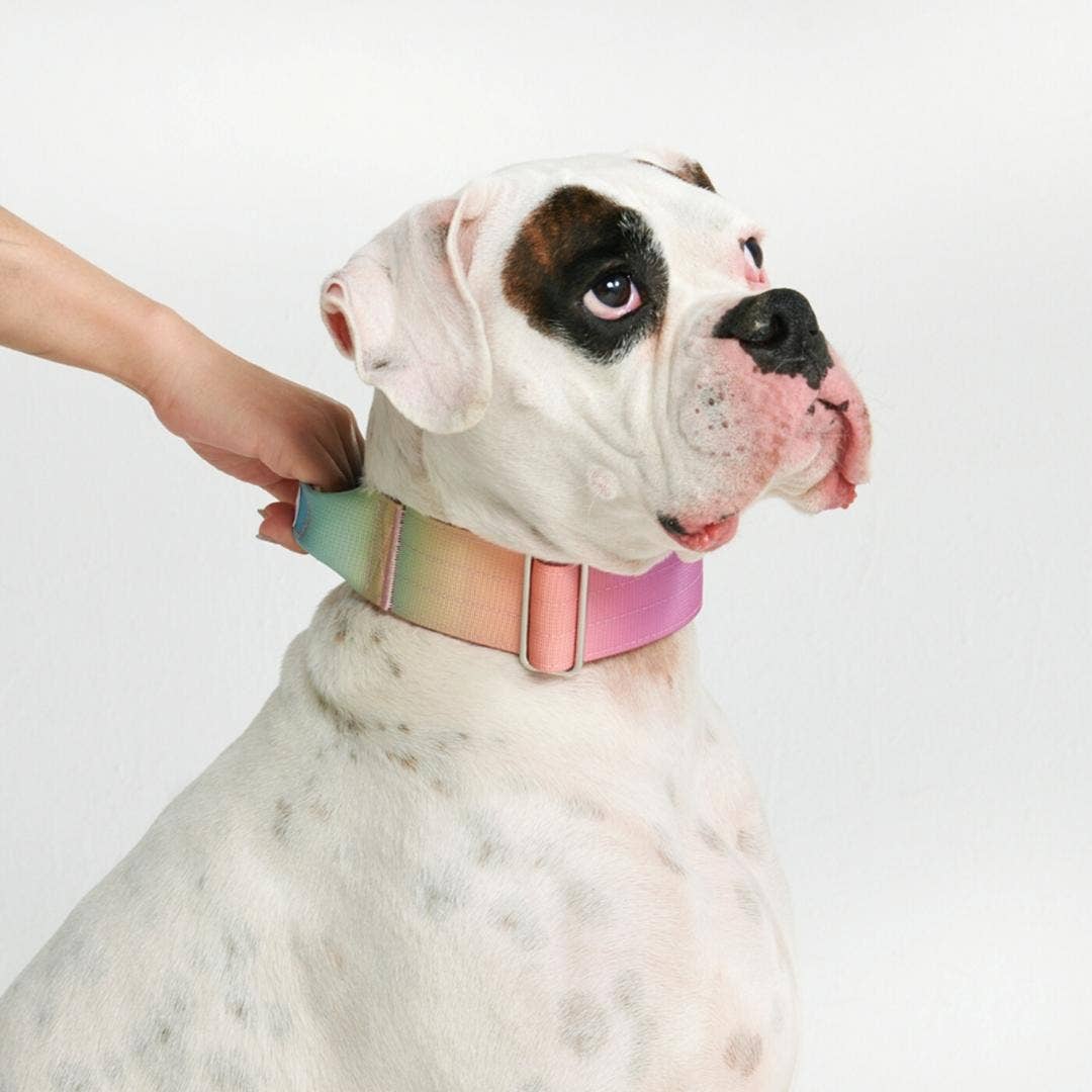 Spark Paws - Tactical Dog Collar - Pastel Icing - 2" Medium