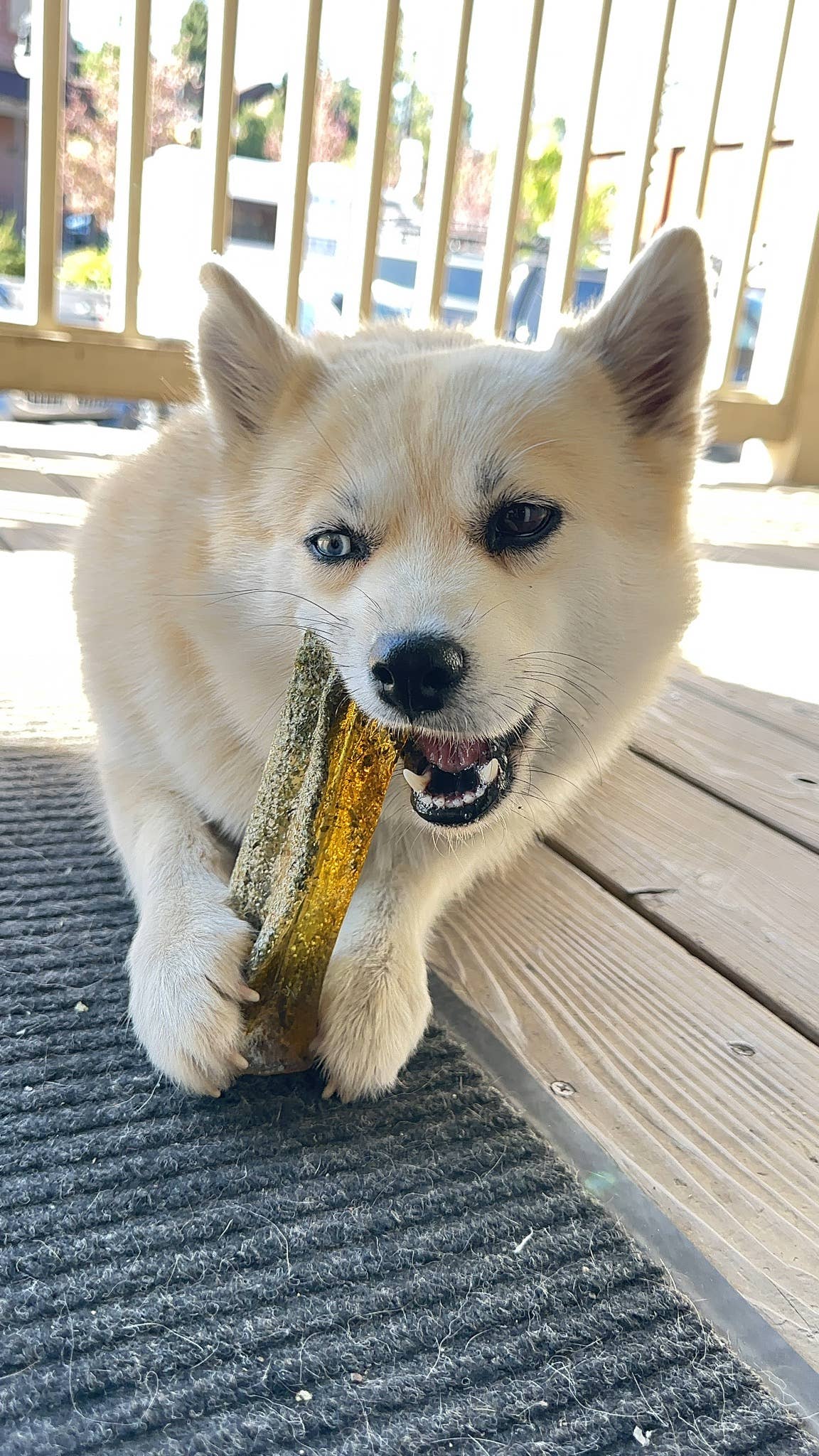 Wag & Bright - Collagen Dental Chew - Mighty Marrows - Pork Parsley - Large