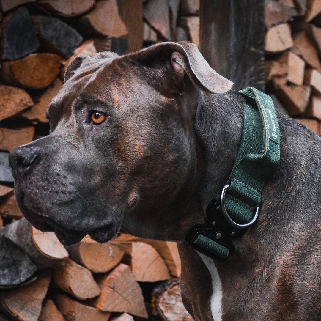 Spark Paws - Tactical Dog Collar - Army Green - 2" Large