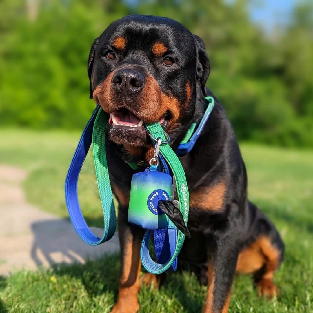 Leash and Poop Bag Holder Set - Lime Wave: OS