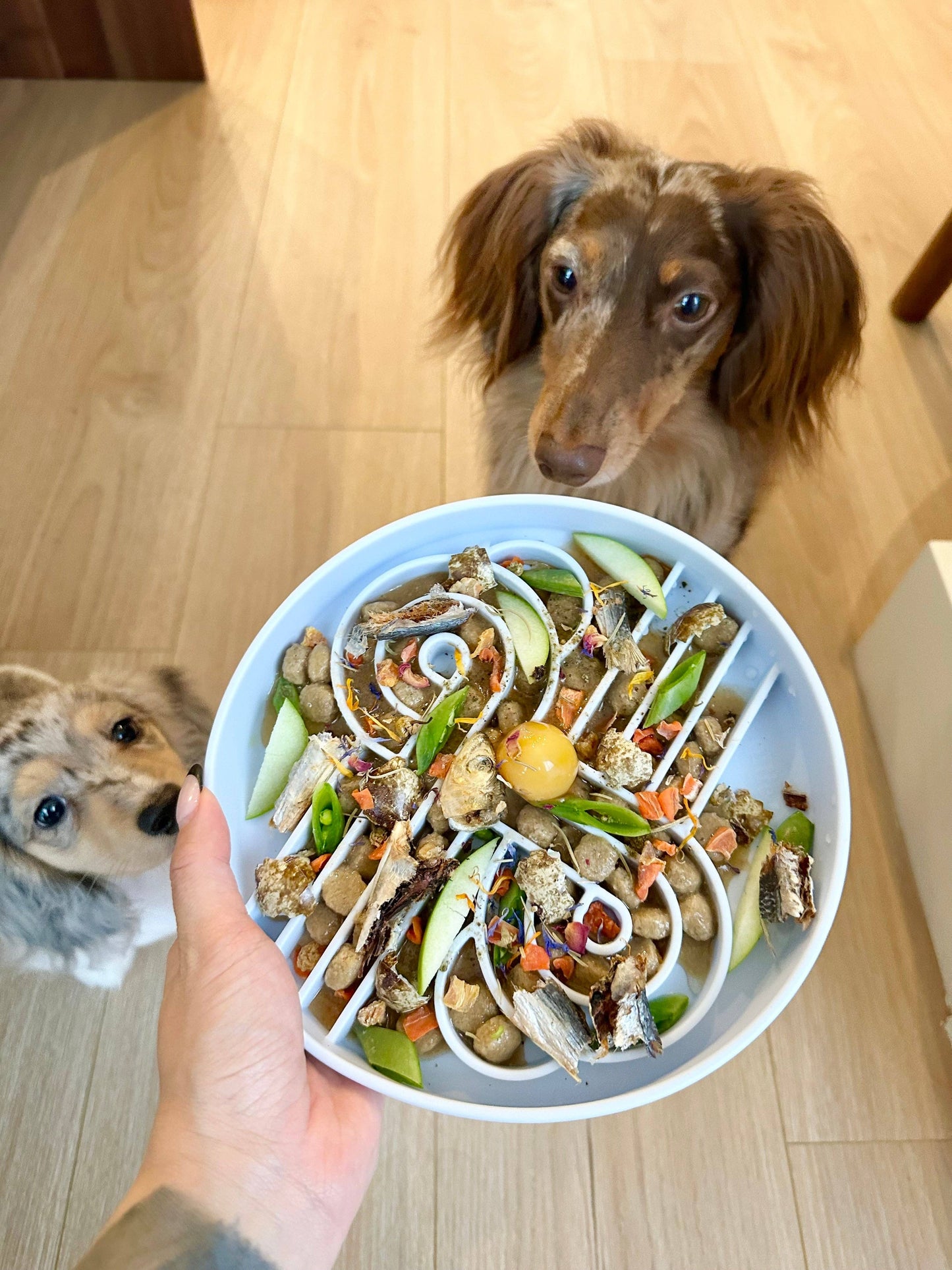 Ollie B Good - Zoomies Slow Feed Bowl - Blueberry