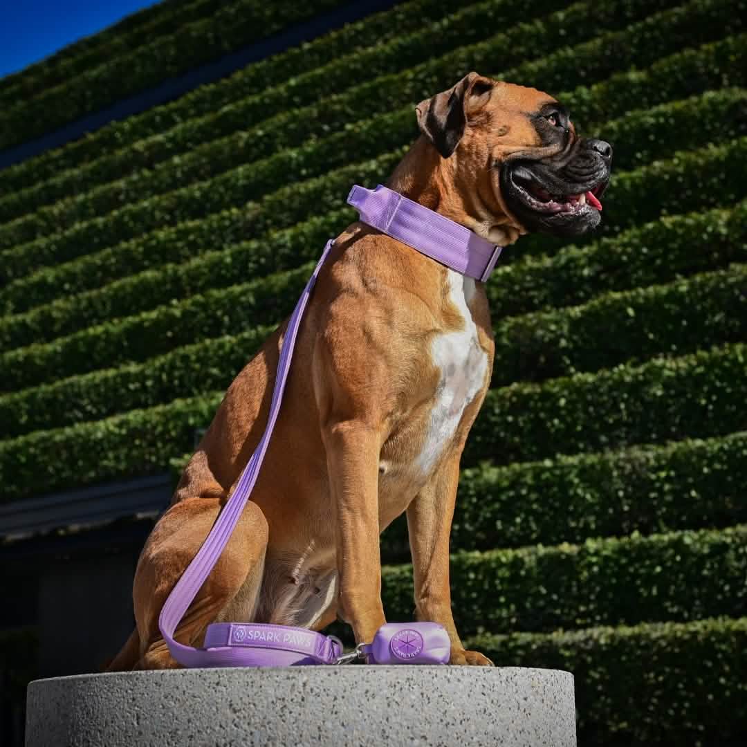 Leash and Poop Bag Holder Set - Lilac: OS