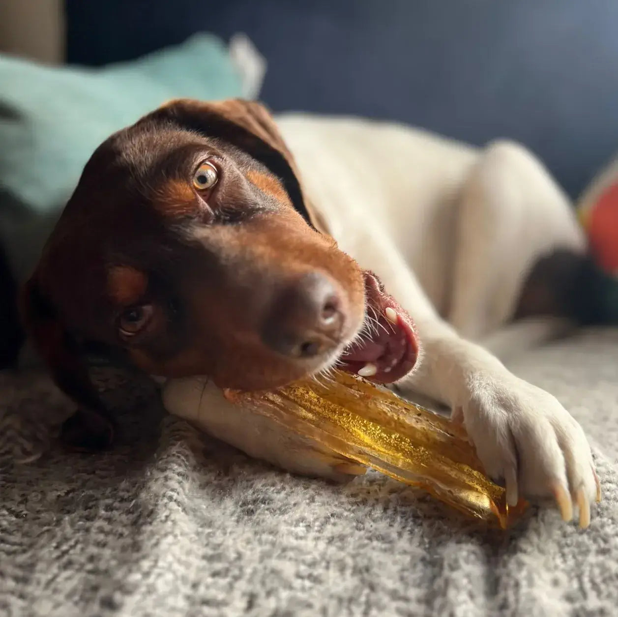 Wag & Bright - Collagen Dental Chew - Mighty Marrows - Pork Parsley - Large