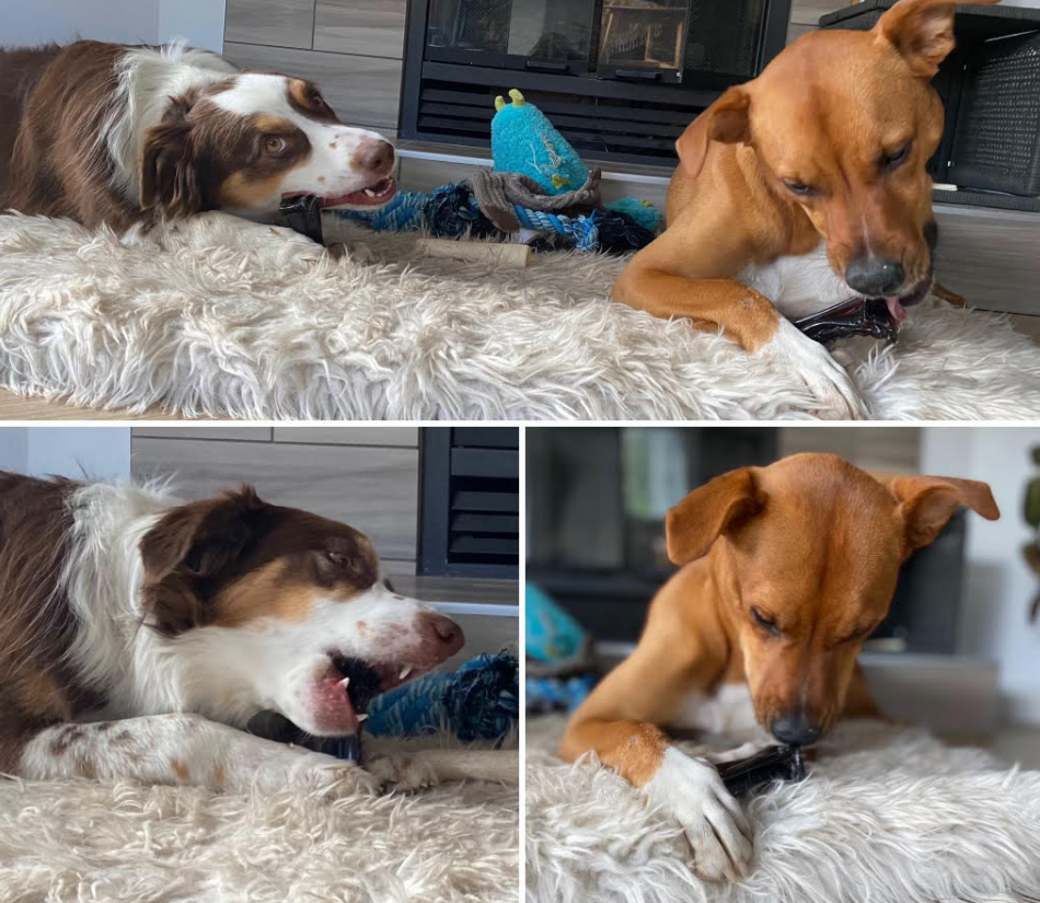 Wag & Bright - Collagen Dental Chew - Mighty Marrows - Pork Parsley - Large