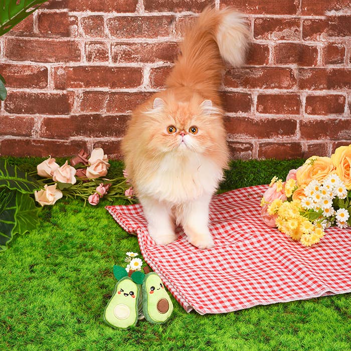 HugSmart Pet - Cat Toy - Crazy Catcher - Avocado Pack